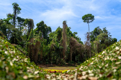 plant