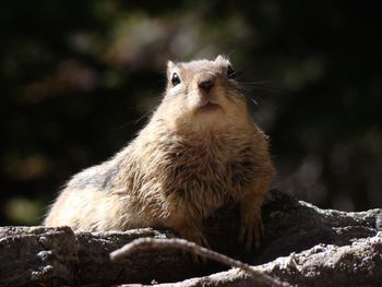 Close-up of ground squirrel