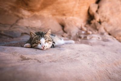 Cat sleeping on rock