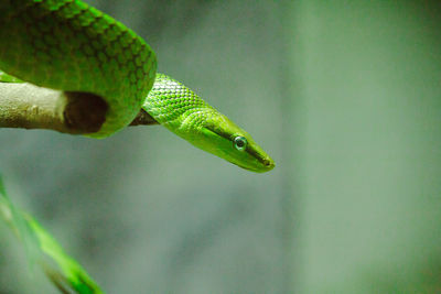 Corn snake is a popular snake. 