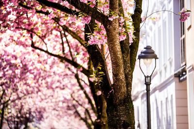 Pink cherry blossoms in spring