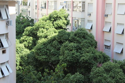 Close-up of ivy growing on house