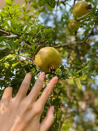 Cropped image of hand holding fruit