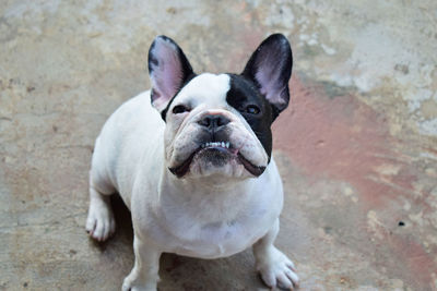 High angle view of dog standing outdoors