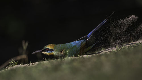 Close-up of bird flying