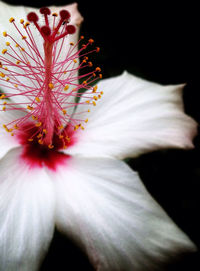 Close-up of white hibiscus blooming outdoors