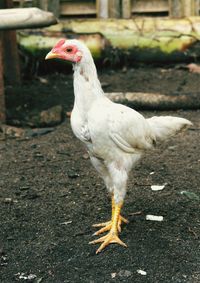 Close-up of a bird on land