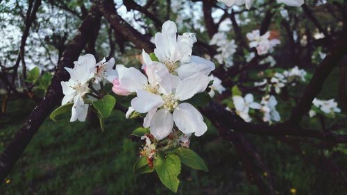 Close-up of white apple blossoms in spring