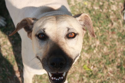 Close-up portrait of dog sticking out tongue outdoors