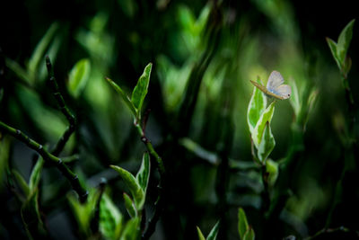 Close-up of fresh green plant