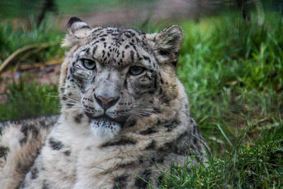 Close-up portrait of a cat on field