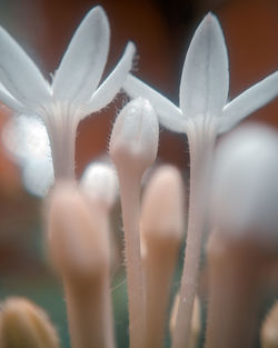 Close-up of white flowers