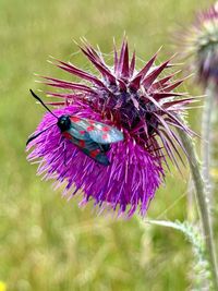 thistle
