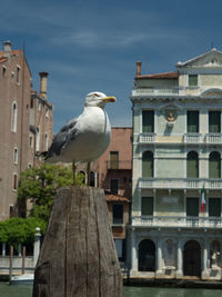 Seagull perching on wooden post against building