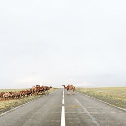 Rear view of people walking on road against sky