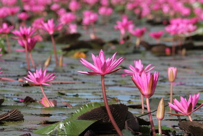 Close-up of pink water lily in lake