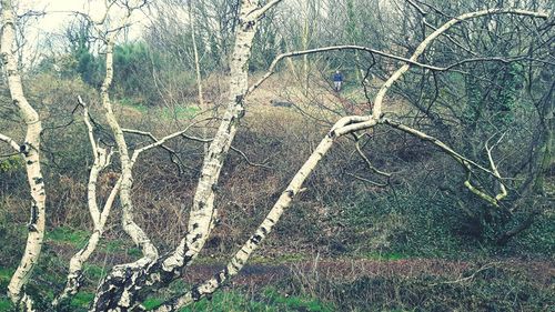 View of bare trees in forest