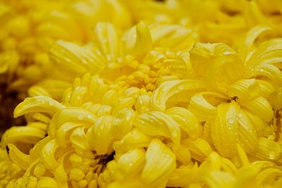 Full frame shot of yellow flowering plant