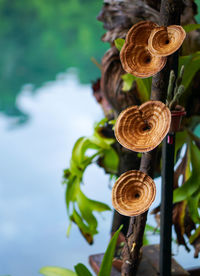 Close-up of tree