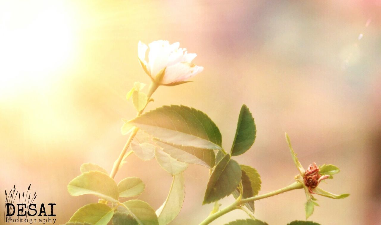 CLOSE-UP OF WHITE FLOWERS