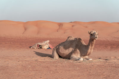 Camel chilling in the desert.