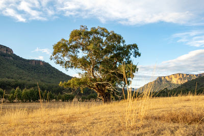 Sunset view of a large tree and grass in wolgan valley, blue mountains near sydney, nsw, australia