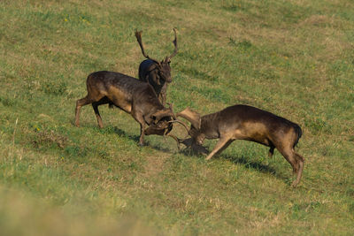 Deer standing on grassy field