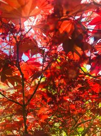 Low angle view of maple tree
