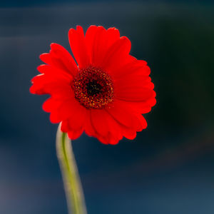 Close-up of red gerbera daisy