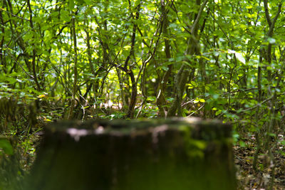 Close-up of trees growing on field