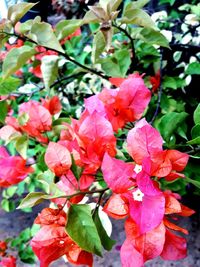 Close-up of flowers blooming outdoors