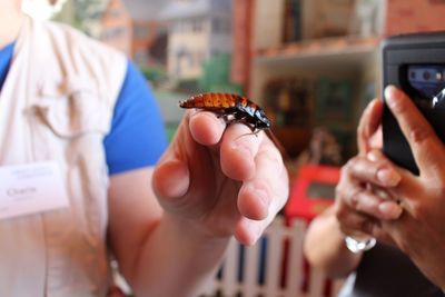 Close-up of hands holding insect
