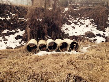 Hay bales on field