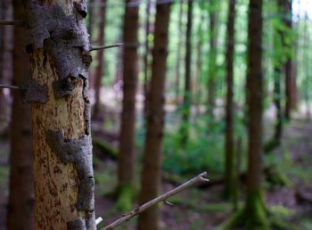 Close-up of bamboo tree trunk in forest