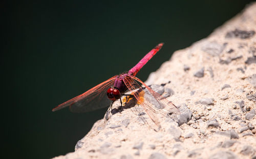 Close-up of insect on rock