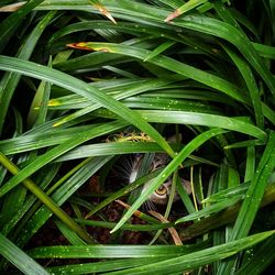Close-up of fresh green grass