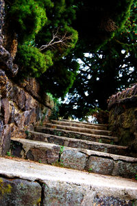 View of stairs along trees