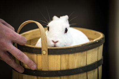 Close-up of rabbit in basket 