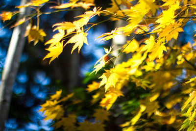 Close-up of leaves on tree trunk