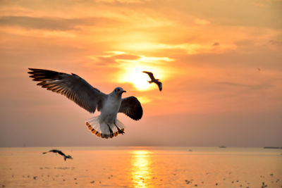 Seagull flying over sea against sky during sunset