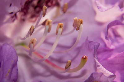 Close-up of purple flowering plant