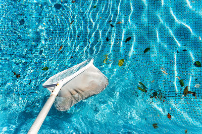 High angle view of fish swimming in pool