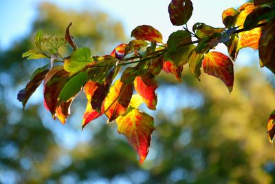 Low angle view of maple leaves against sky