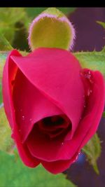 Close-up of pink rose blooming outdoors