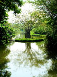 Reflection of trees in lake