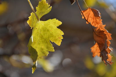 Close-up of yellow maple leaves