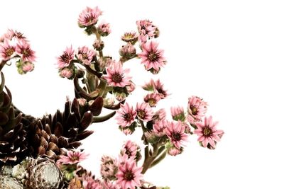 Low angle view of pink flowering plant against clear sky