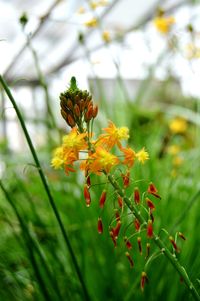 Close-up of yellow flowering plant