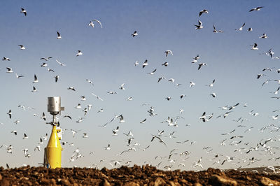 Flock of birds flying in the sky