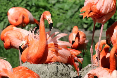 Close-up of birds